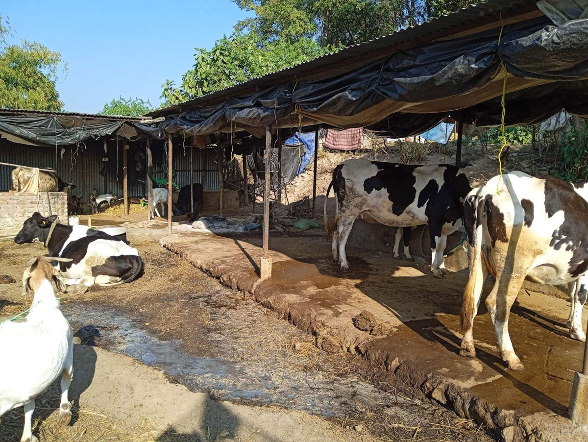 गाई फार्मको ‘हब’ बन्यो बाहुनडाँगी